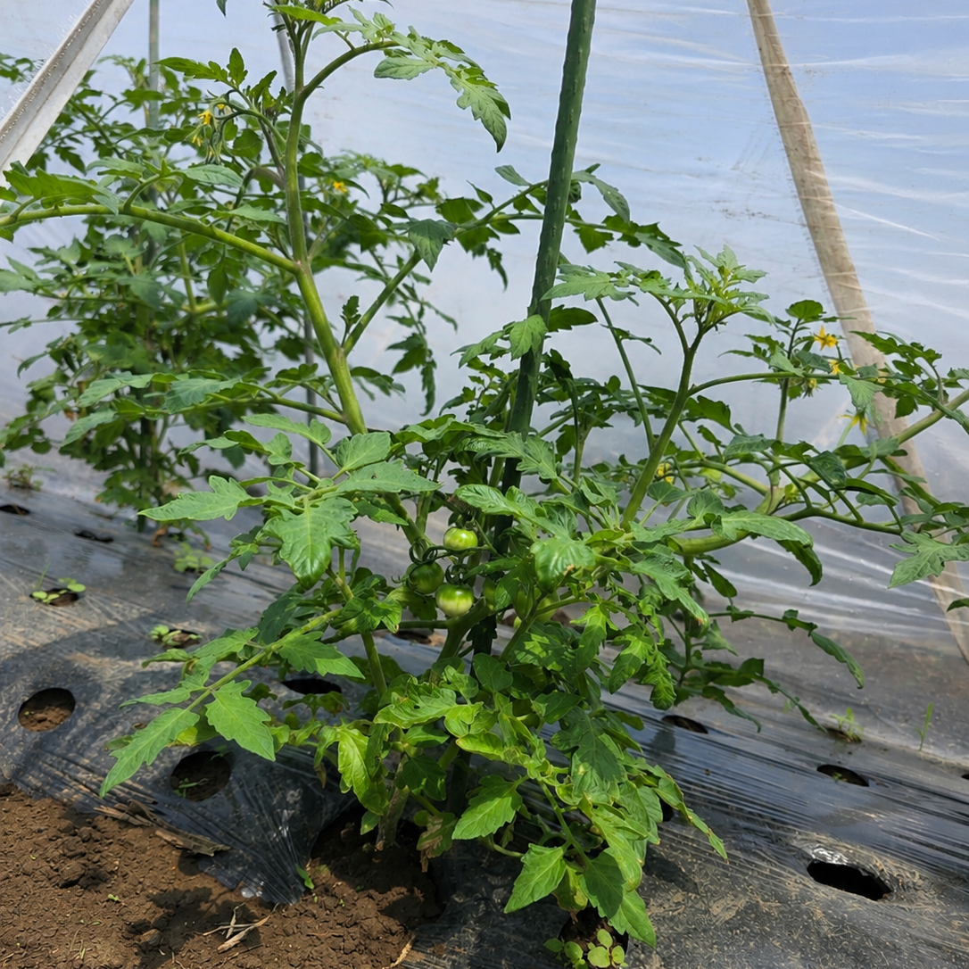 【先着200名様限定・通常送料0円】太陽の恵み夏野菜セット【ご紹介者様専用】